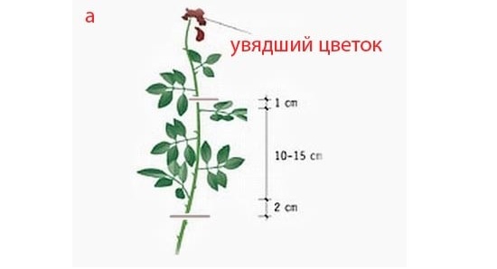 Схема обработки роз от болезней и вредителей